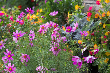 Cosmos plants (Cosmos bipinnatus)  - beautiful summer plants in the bee-friendly cottage garden