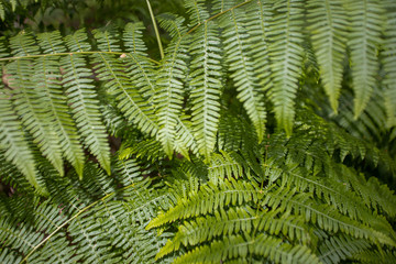 green fern background or texture