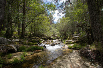 big river through green forest