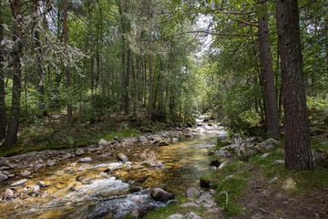 big river through green forest