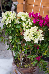 white pink bougainvillea two tone color flower blooming in the pot