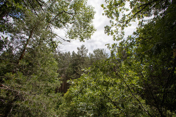 sky through green trees in the forest