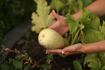  A  woman holds a vegetable marrow in her hands