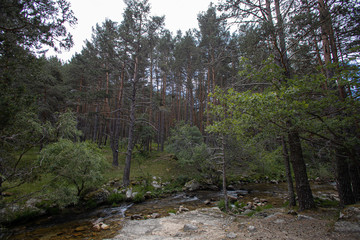 Fototapeta na wymiar river between trees in green forest