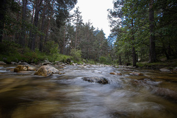 river through forest in long exposure