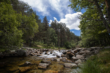 big river through green forest