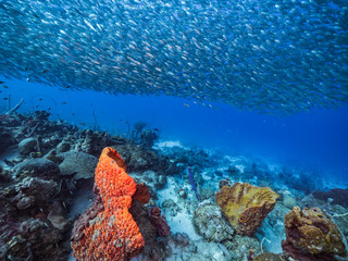 Bait ball / school of fish in turquoise water of coral reef in Caribbean Sea / Curacao with big orange sponge