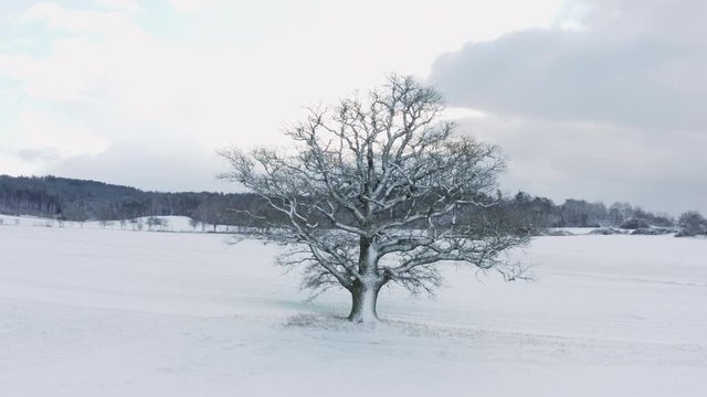 Aerial view of old oak tree in winter with snow, Frankenhohe, Germany