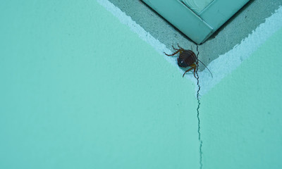 Cockroaches are on the corner of the wall.