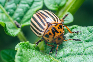 Crop pest, the Colorado potato beetle sits on the leaves of potatoes