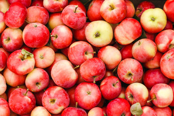 Just picked fruit. Background of red and yellow apples. Fruits are scattered. Harvested crop outdoor