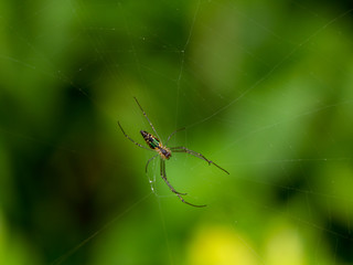 Multi colored spider on spider web