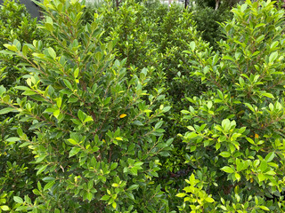 Closeup nature green grass wall texture of the tropical forest plant for backdrop design for artwork. background and wallpaper with copy space. environment concept.
