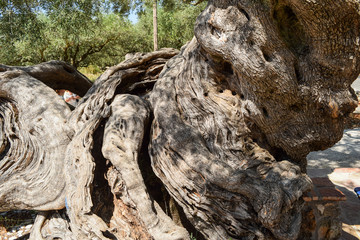 Fototapeta na wymiar View of the oldest olive tree on the island of Zakynthos in Greece
