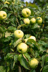 apple fruit orchard summer yellow apple