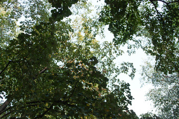 Green tree with yellow leaves from below