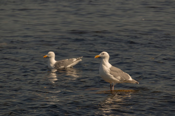 couple of seagull bathing in the ocean
