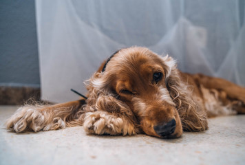 cute sleepy dog cocker spaniel in the living room