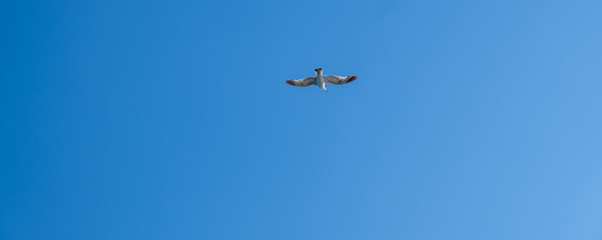 Panoramic Banner View Of Bird In Flight In The Blue Sky, Panorama Of  Single Seagull In The Air