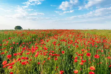 Foto op Plexiglas Beautiful summer day over poppy field © Piotr Krzeslak