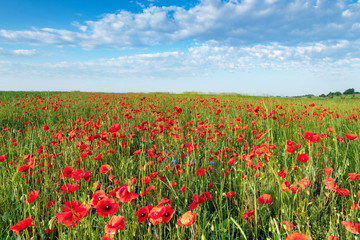 Beautiful summer day over poppy field