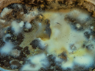 Mold growing on the surface of a spoiled food
