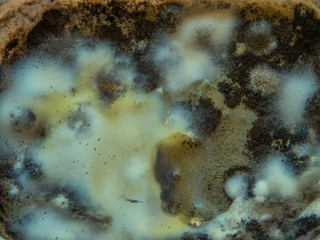 Mold growing on the surface of a spoiled food