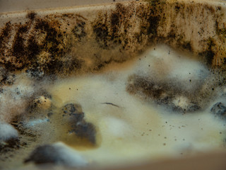 Mold growing on the surface of a spoiled food