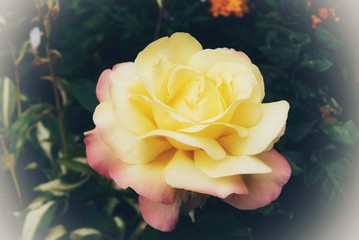 Żółta róża