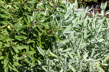 Salvia elegans Pineapple Sage and Salvia officinalis plants in a garden