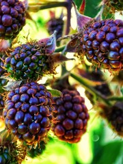 Blackberries - obrazy, fototapety, plakaty