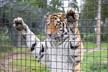 Tiger in a zoo behind a fence