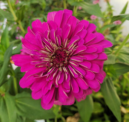 one purple Echinacea purpurea blossom in summer morning in Nanjing