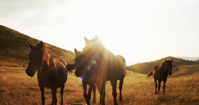 Group of black horses on a mountain during a sunset. Free and wild animals run down the mountain, wildlife concept. Slow motion