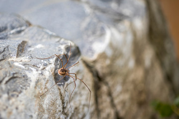 dünne Spinne auf einem Stein auf der linken Seite