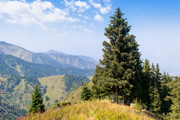 mountain landscape in the summer