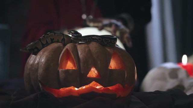 Focus on snake on pumpkin with witch using magic ball on background