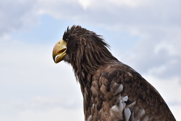 Portrait of a sea eagle sitting on a branch