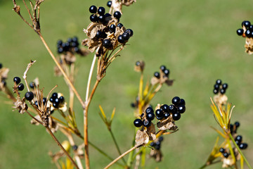 Black seeds on stems