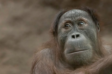 Obraz premium fine art portrait of an orang-utan