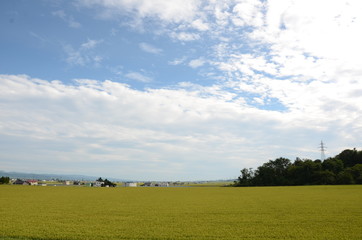 Fototapeta premium 北海道の稲作と大空