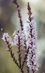 Pink and white flowers and buds of the Australian native Coast Coral Heath, Epacris microphylla, growing in heath, Royal National Park, Sydney, Australia. Flowers winter to summer