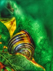 Ślimak na liściu © Rafa