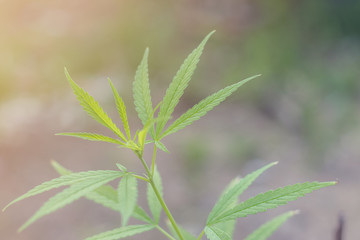 Marijuana Plant Budding Outdoors at Sunset