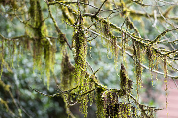 fern covered on tree branches with rain drops