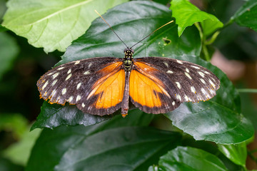 A spotted butterfly on a leaf