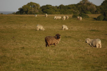Obraz na płótnie Canvas Brown sheep