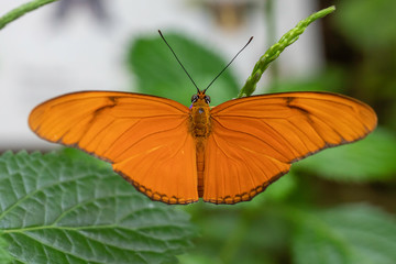 An Orange butterfly on a leaf