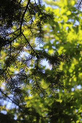 Obraz premium green leaves in the sun