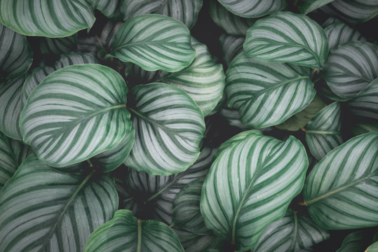 Top view pattern leaf layers of Calathea orbifolia plant. Home gardening house plant and abstract background concept.